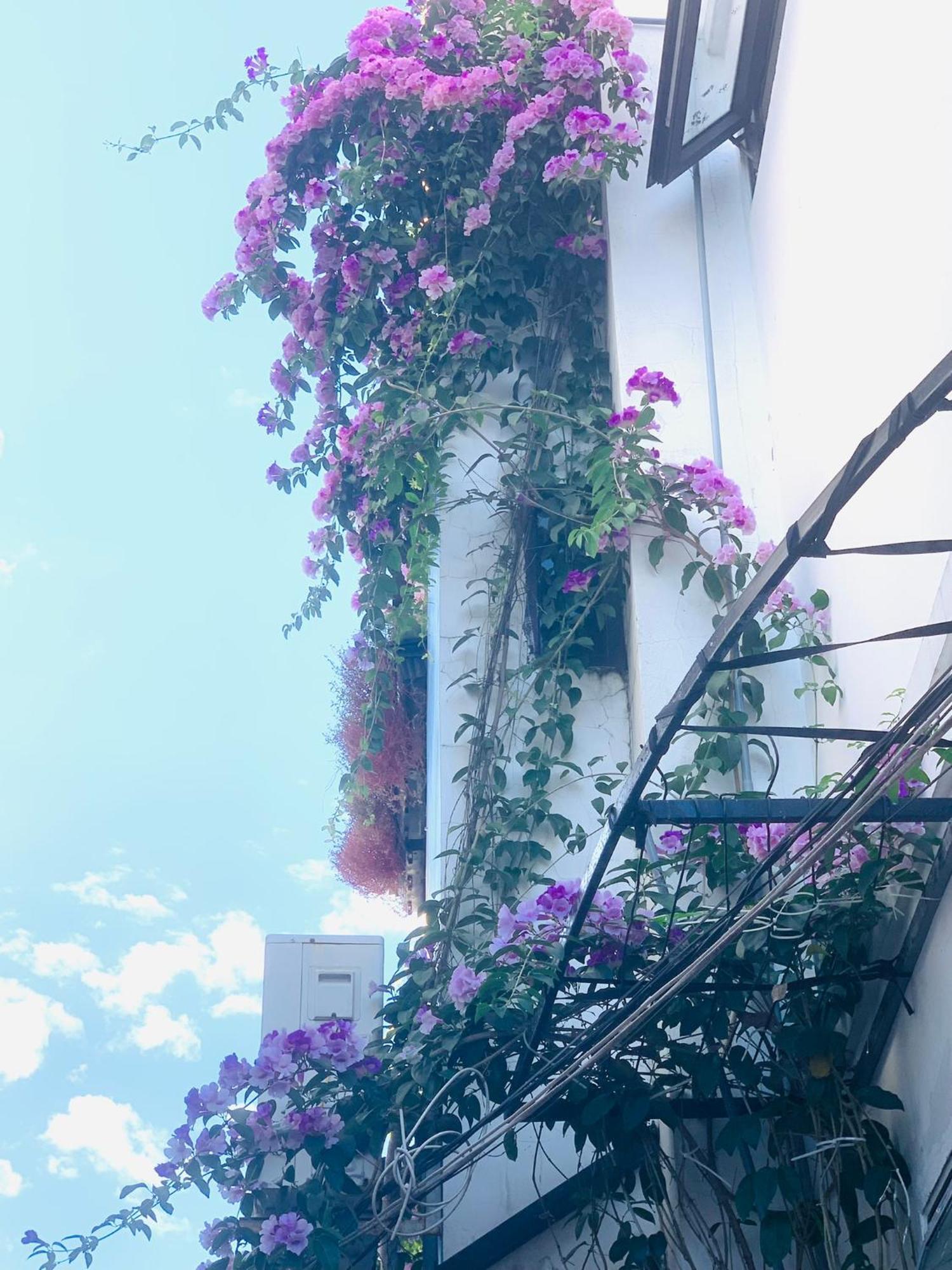 May'S House Hoi An Bagian luar foto