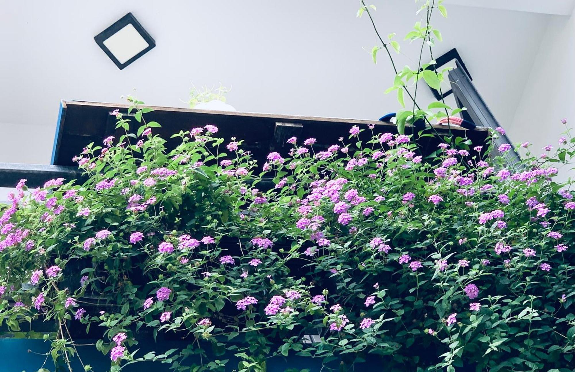 May'S House Hoi An Bagian luar foto